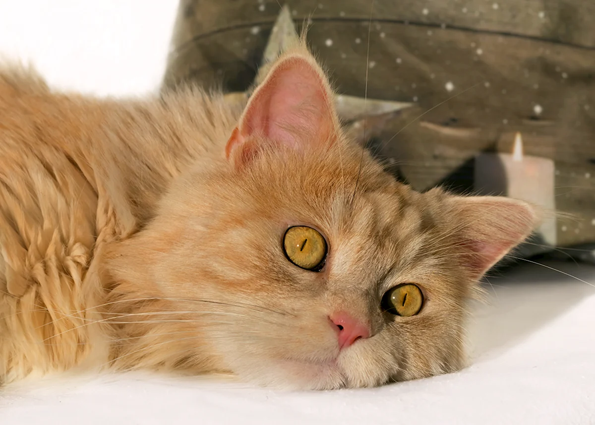 Рыжий котенок с желтыми глазами