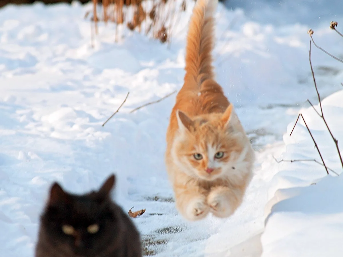 Рыжий котенок зима