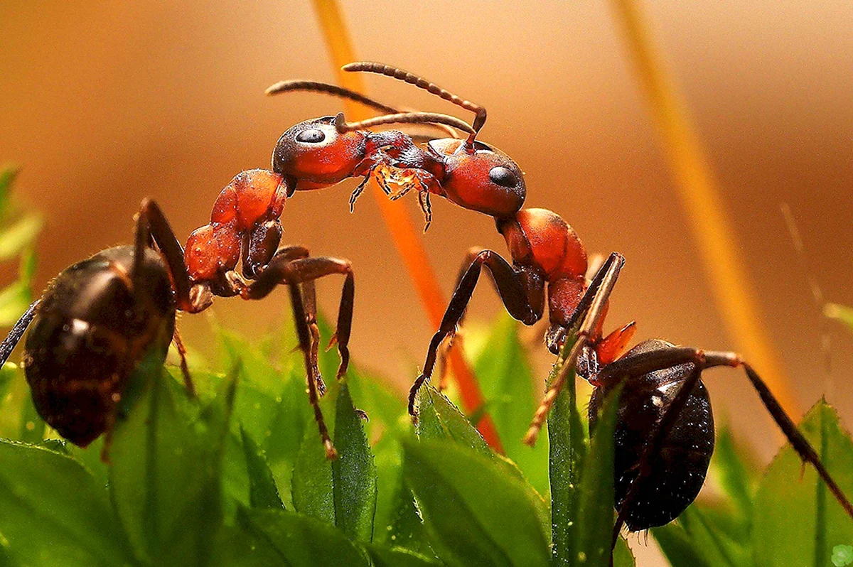 Рыжий Лесной муравей Formica Rufa