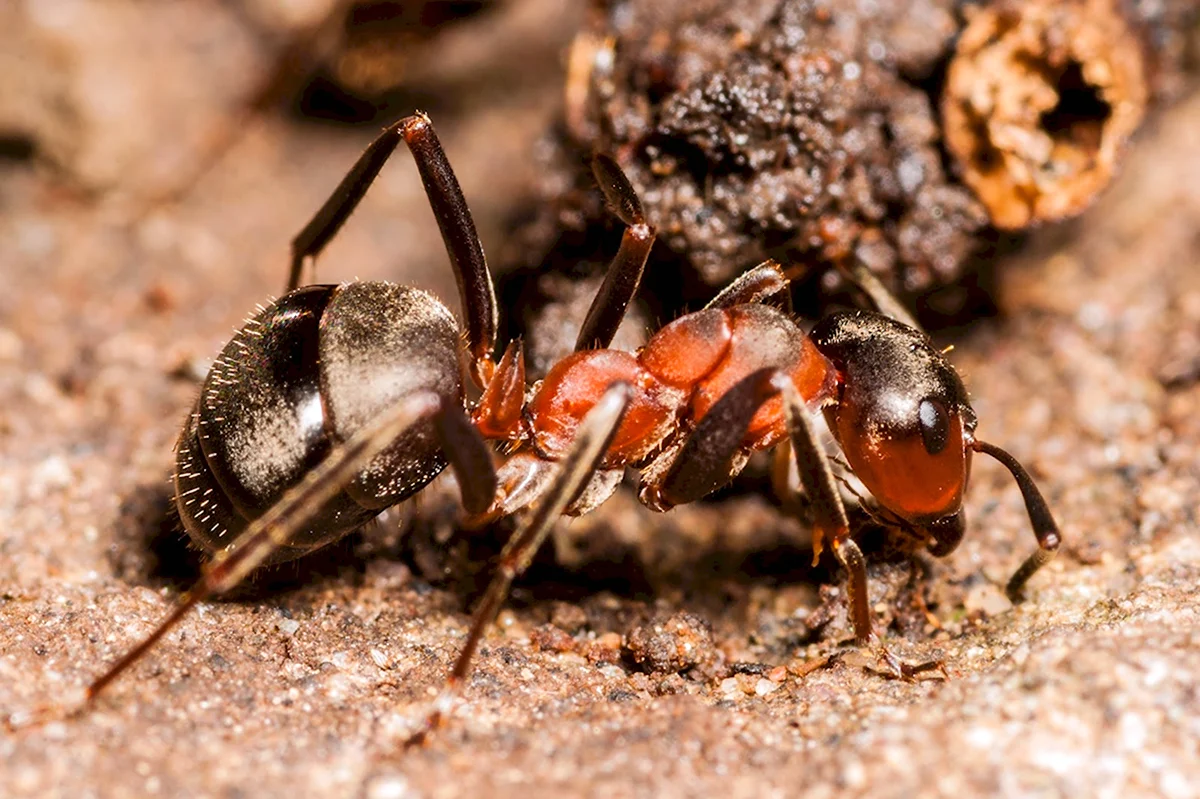 Рыжий Лесной муравей Formica Rufa