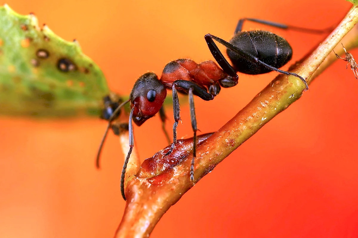 Рыжий Лесной муравей систематика