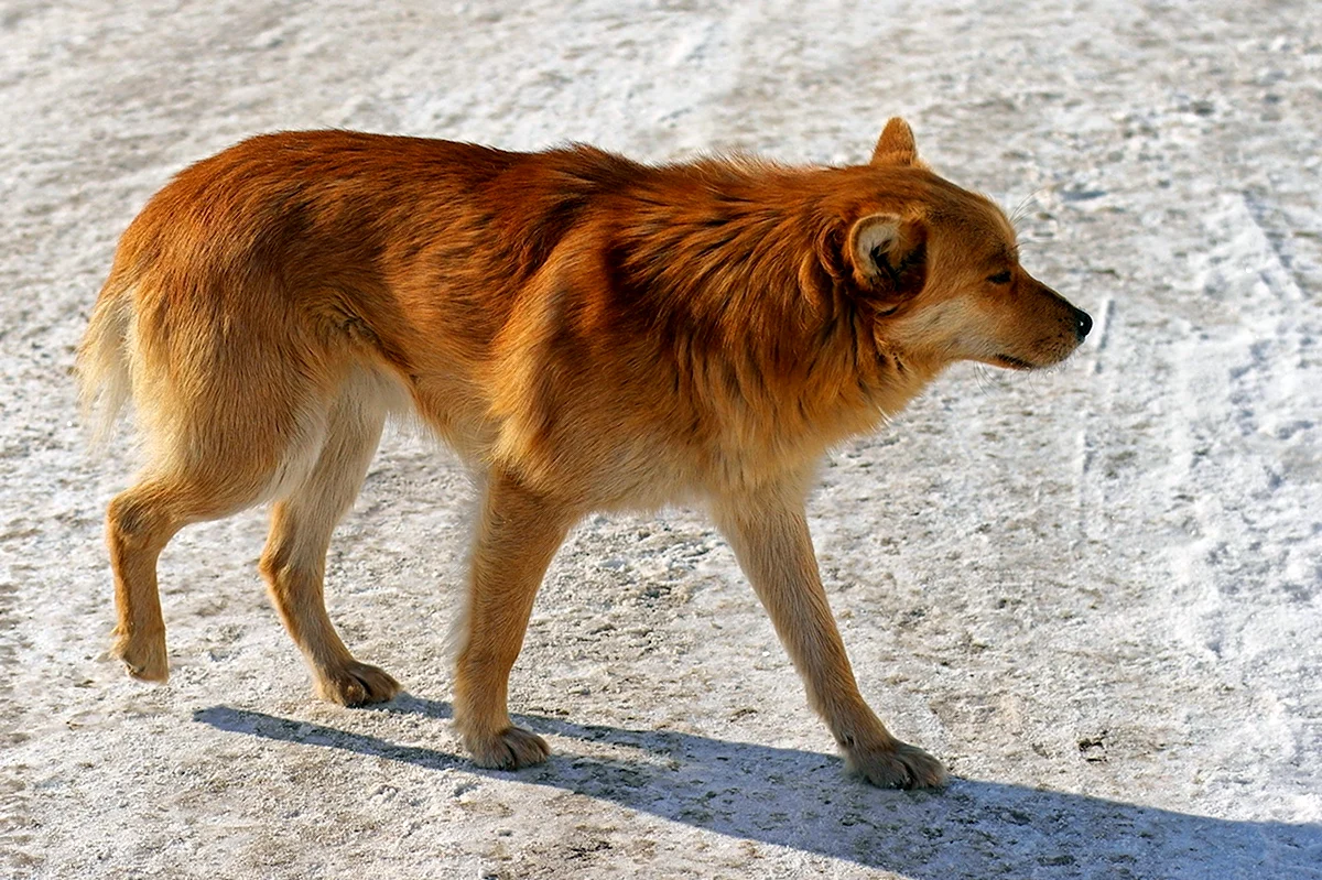 Рыжий пес дворняга