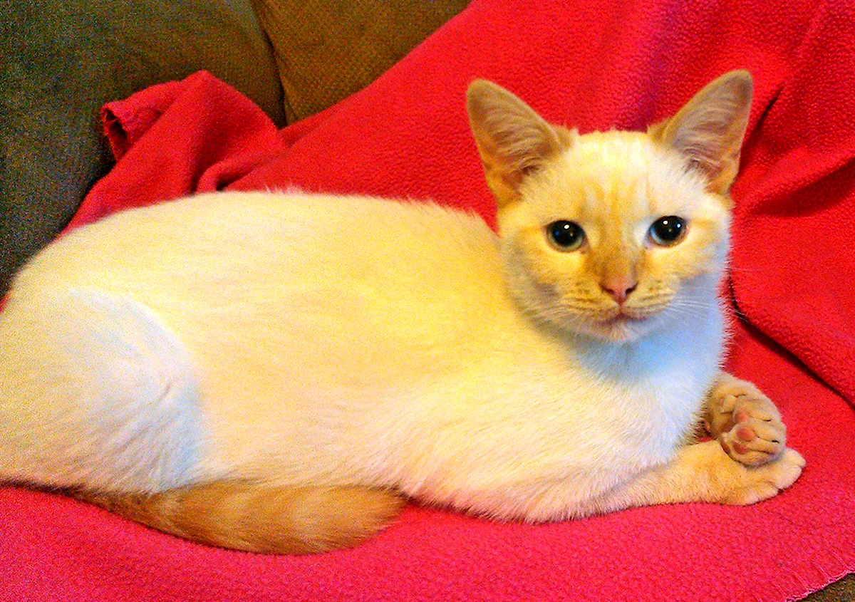 Рыжий сиамский котенок