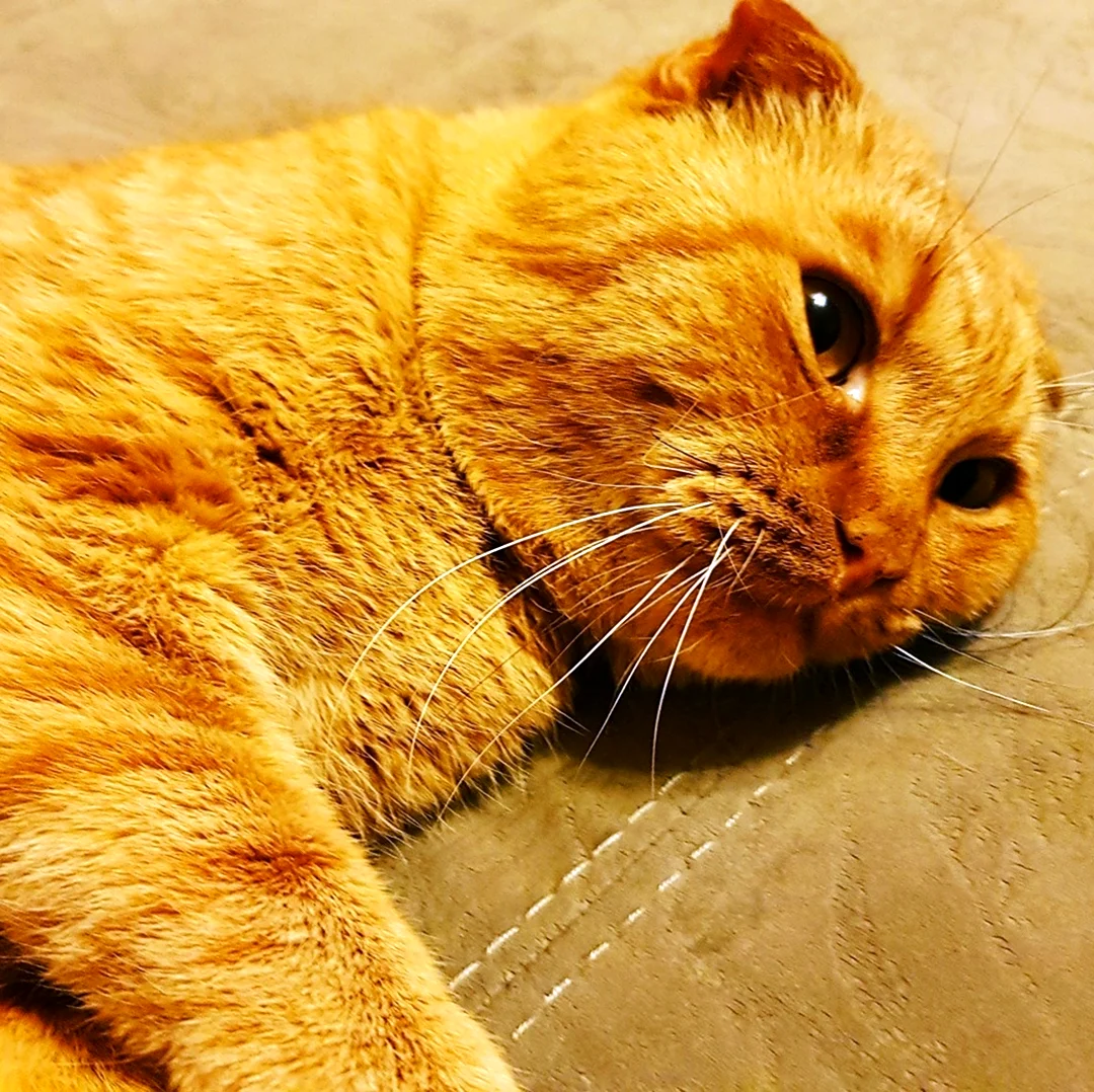 Рыжий вислоухий кот Марсик