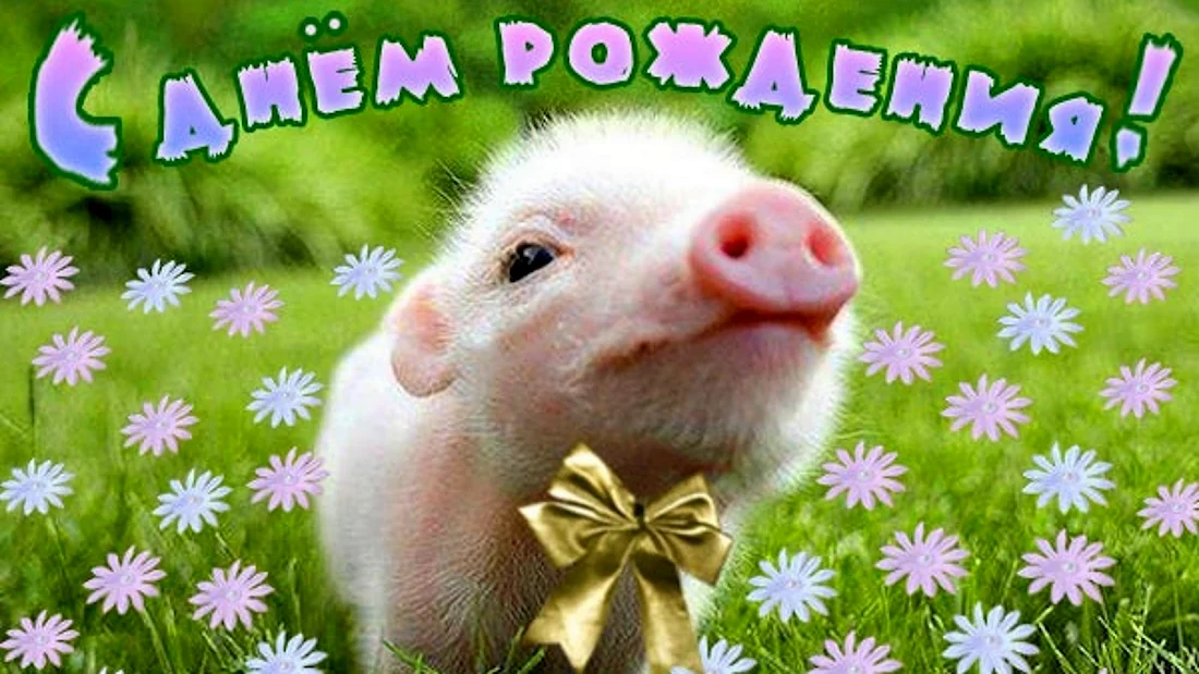 С днем рождения свинья