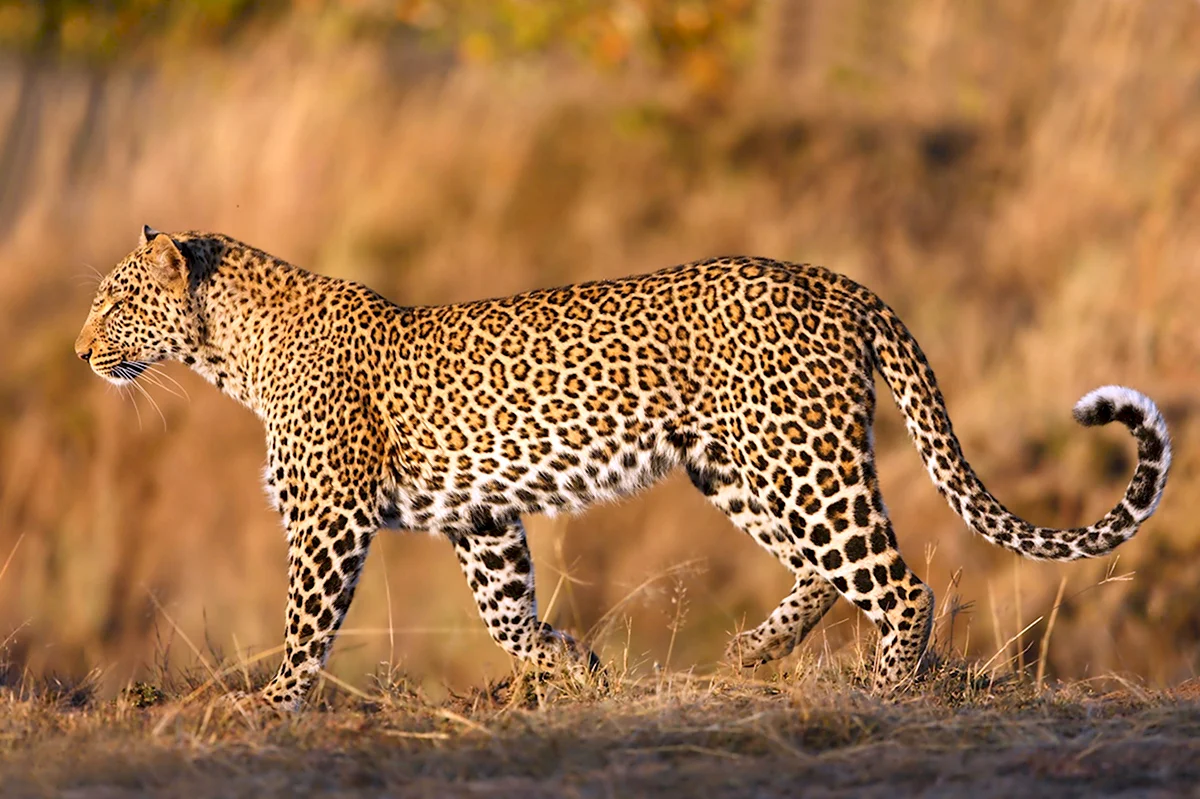 Сафари леопард Кения
