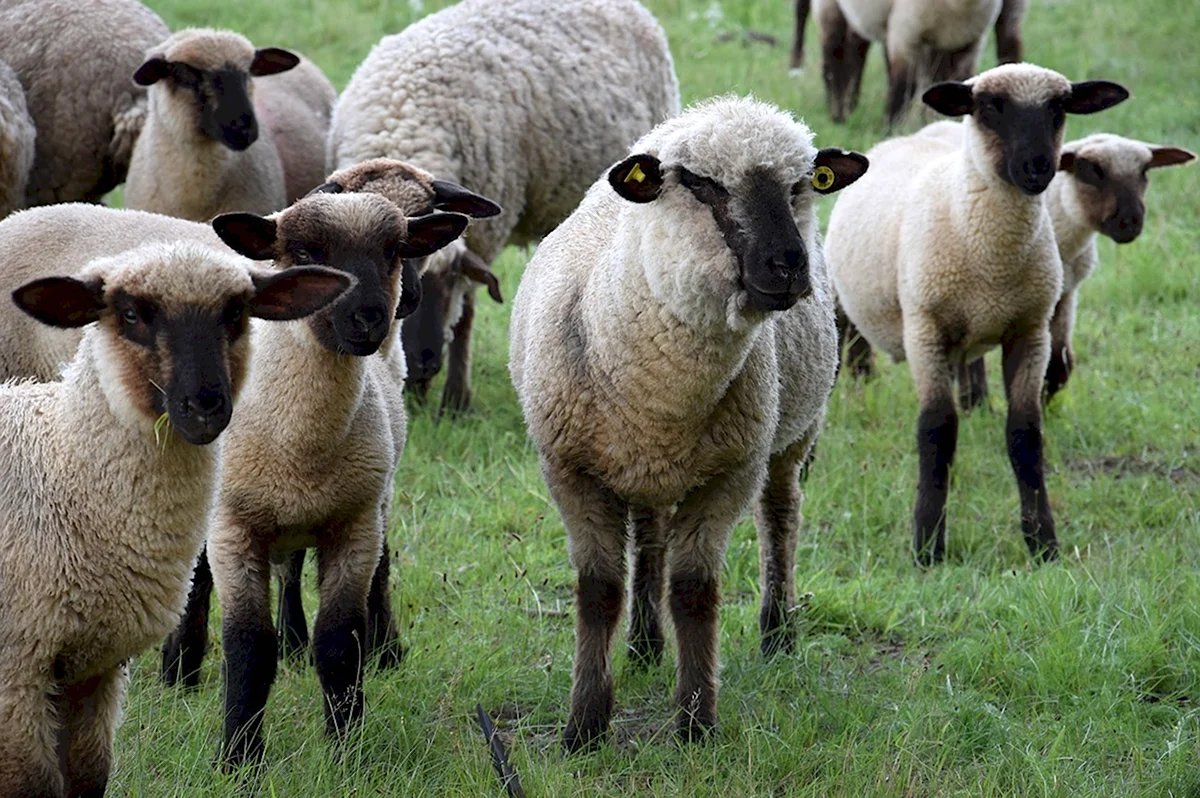 Саффолк порода овец