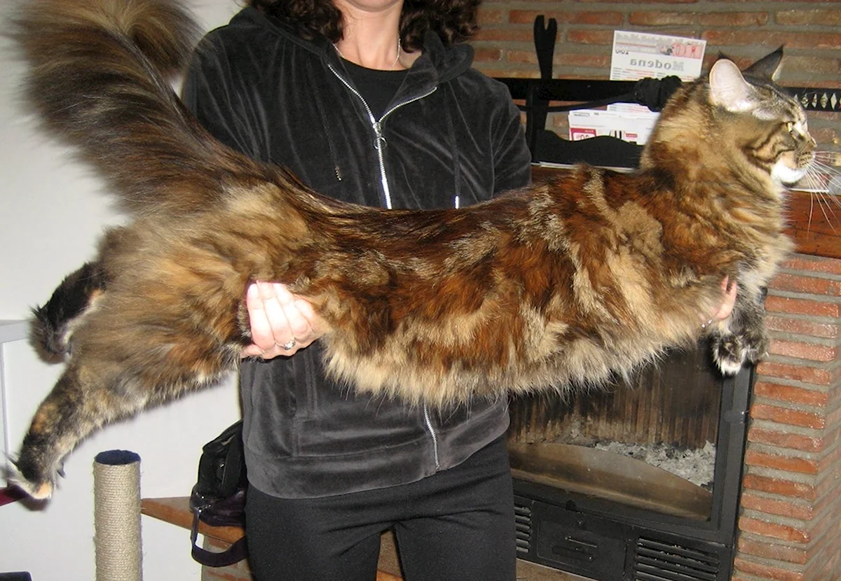 Самая большая порода кошек в мире Мейн кун