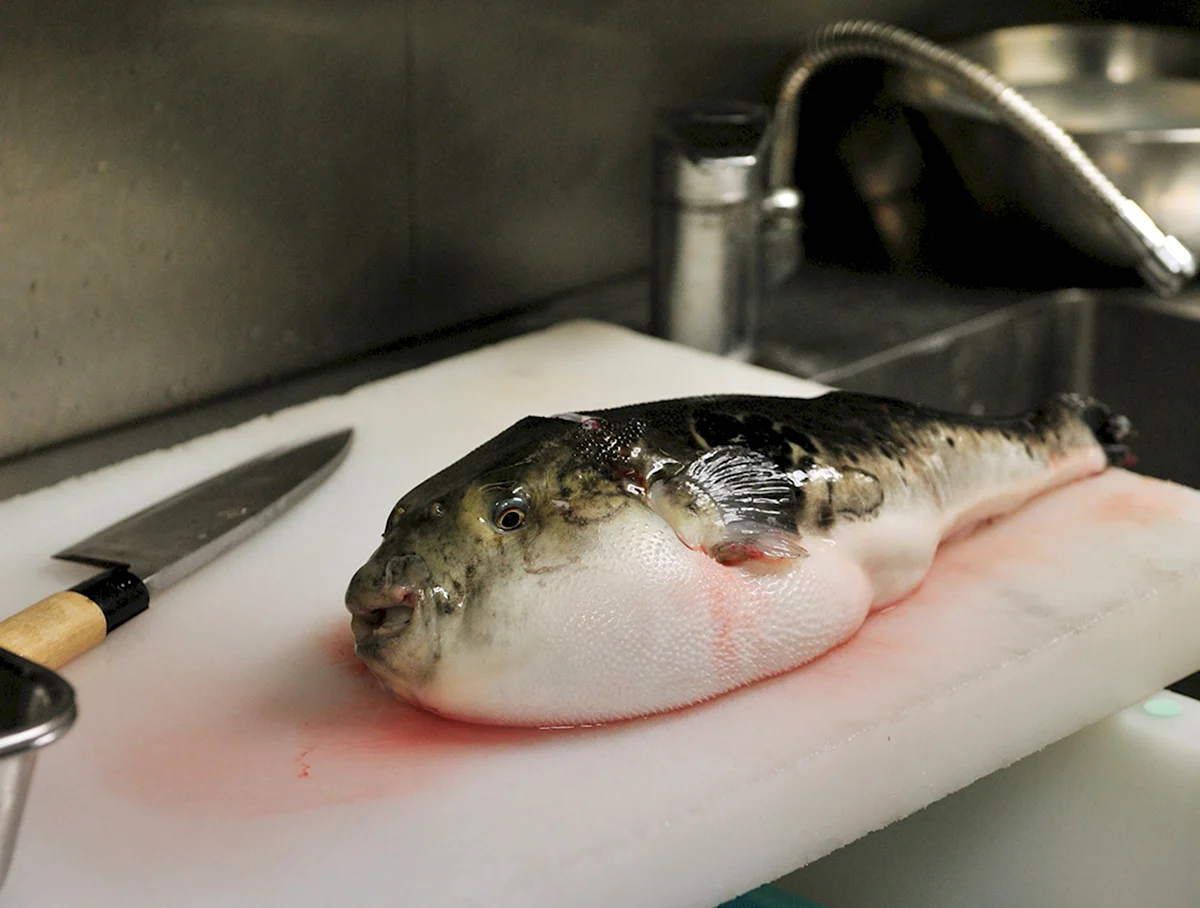 Самая ядовитая рыба в мире фугу