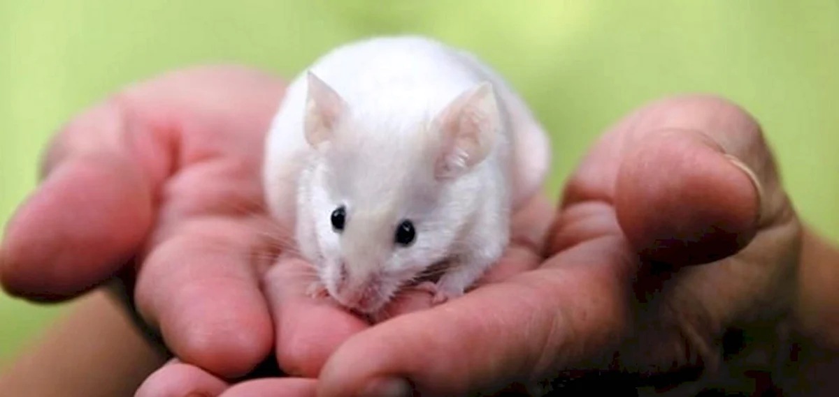 Самая маленькая порода мышей