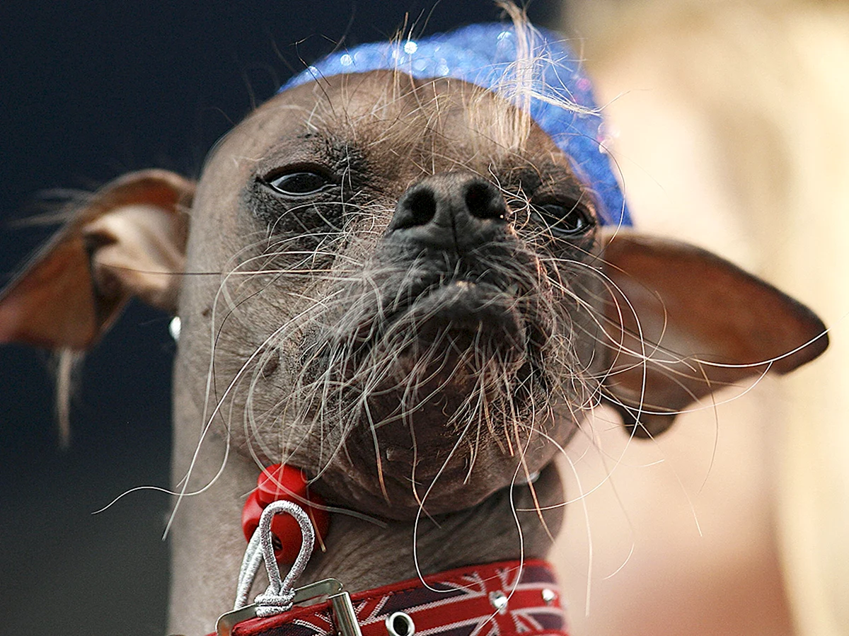Самая уродливая собака в мире китайская хохлатая