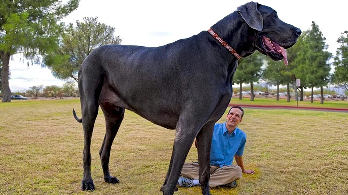 Самая высокая и длинная собака