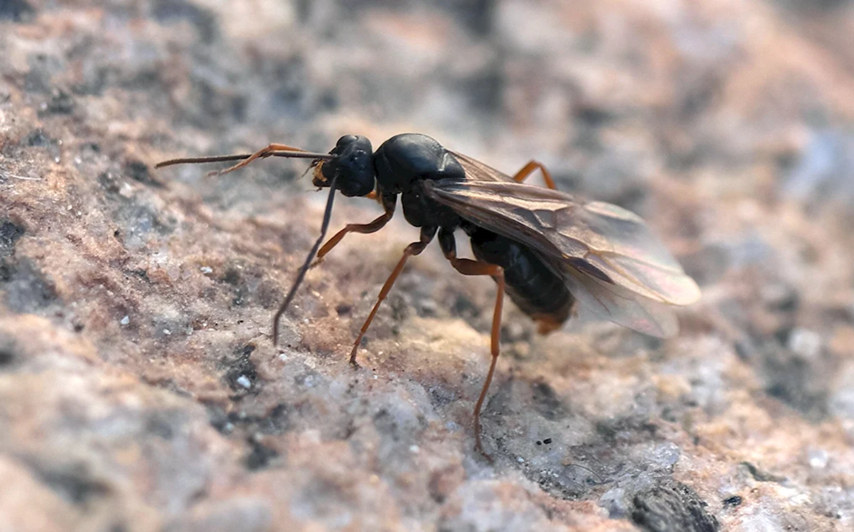 Самец муравьёв Формика