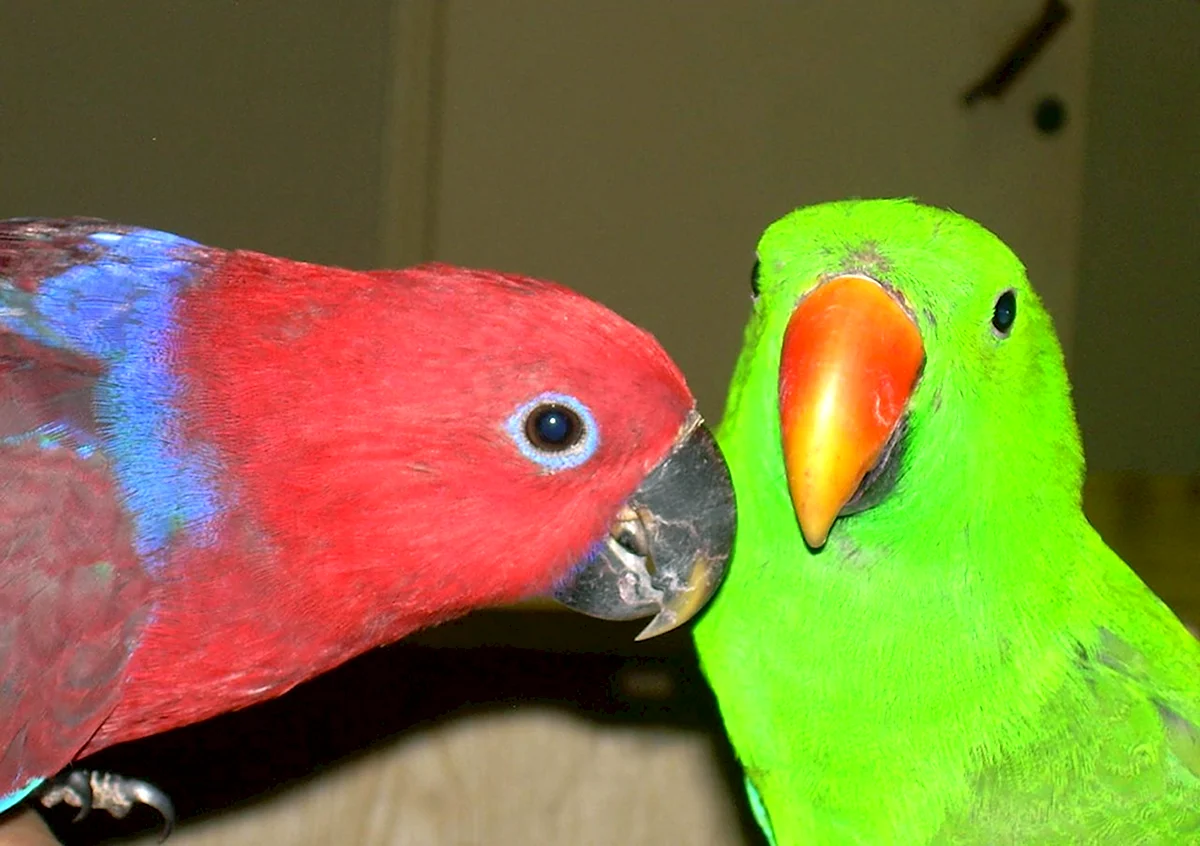 Самка благородного зелёно-красного попугая