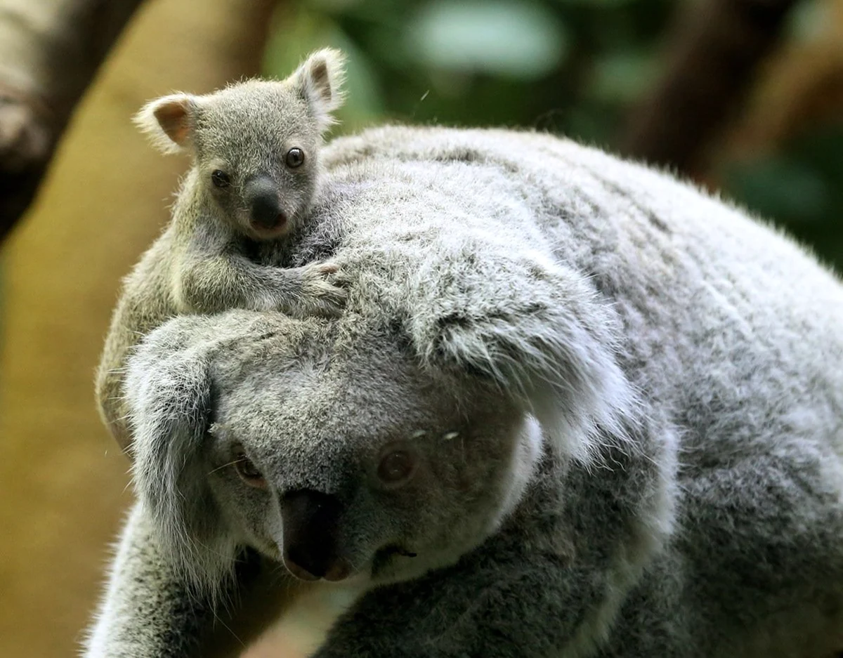 Самка коалы