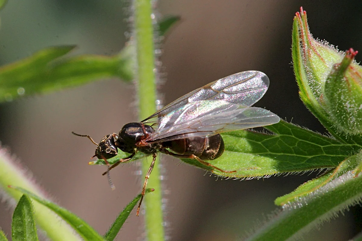 Самка муравья с крыльями