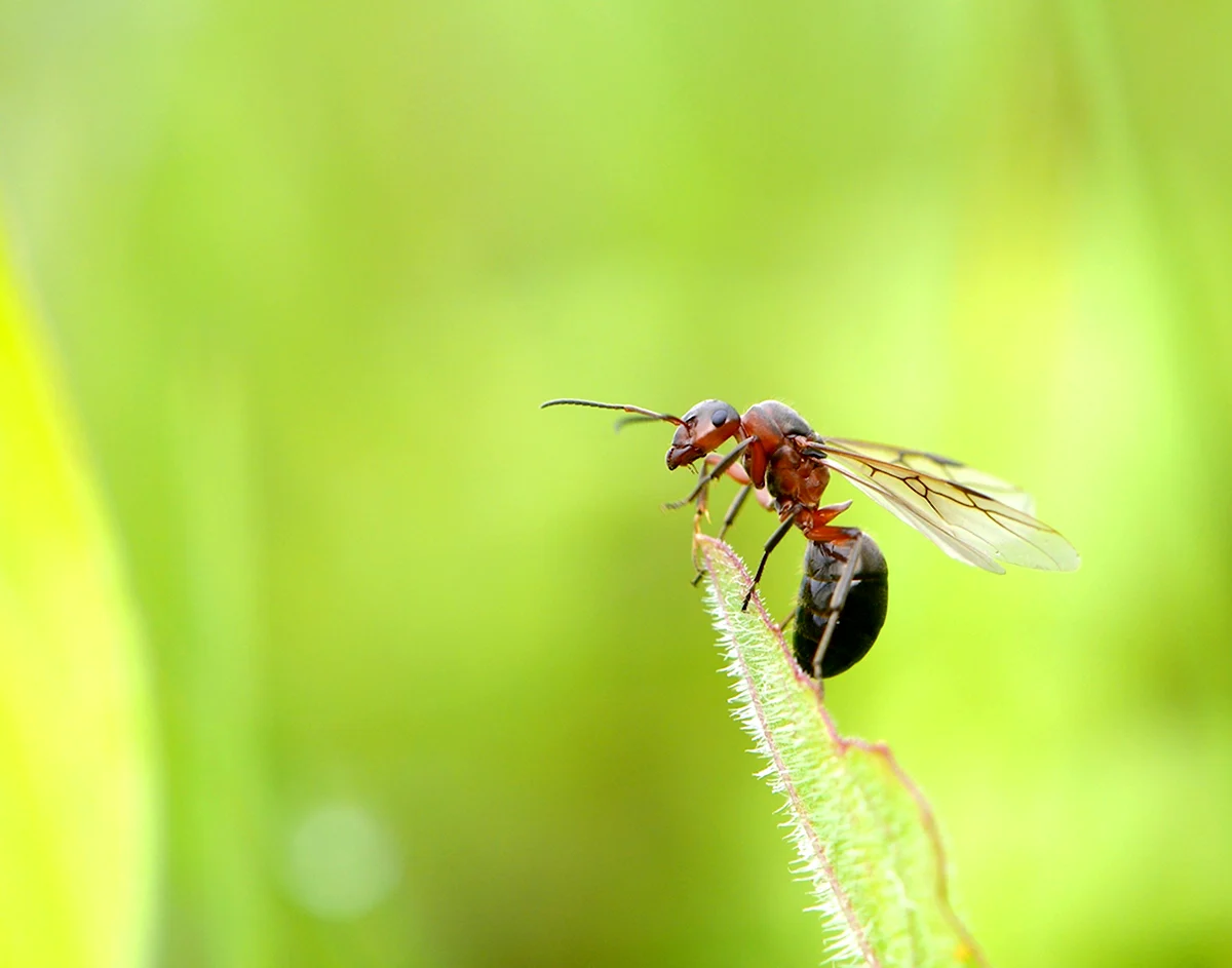 Самка муравья с крыльями