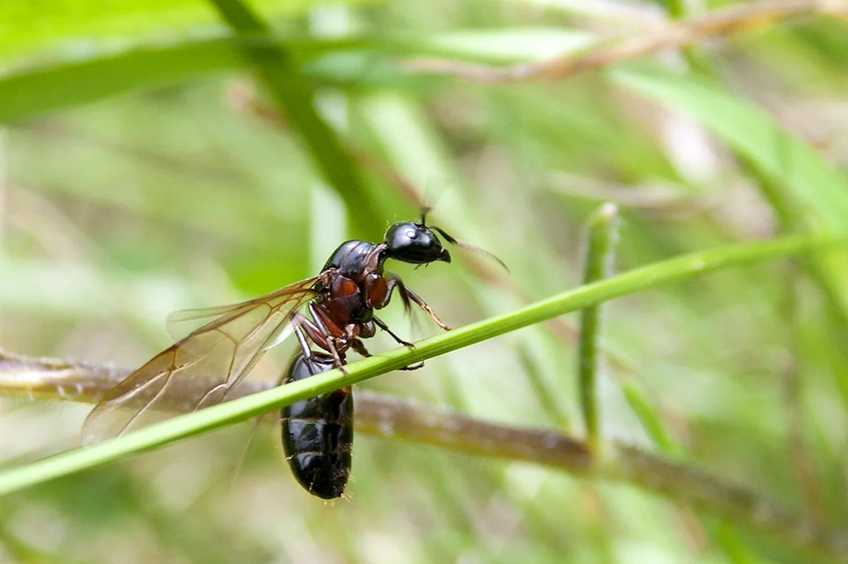 Самки муравьев с крыльями