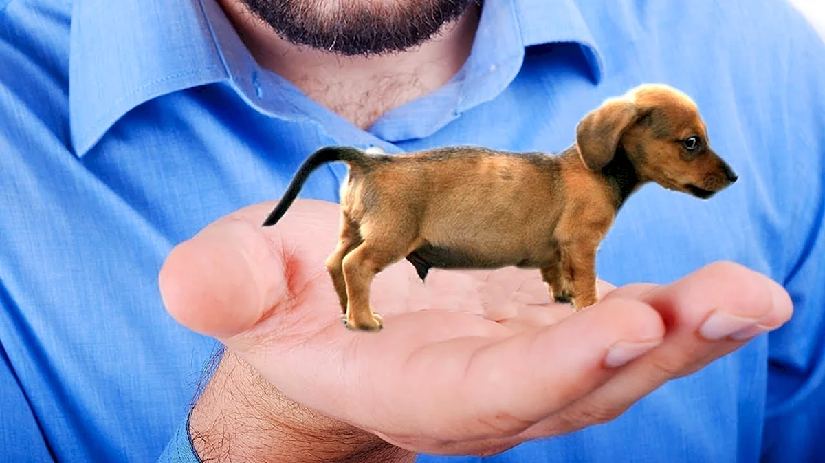 Самые маленькие собаки в мире