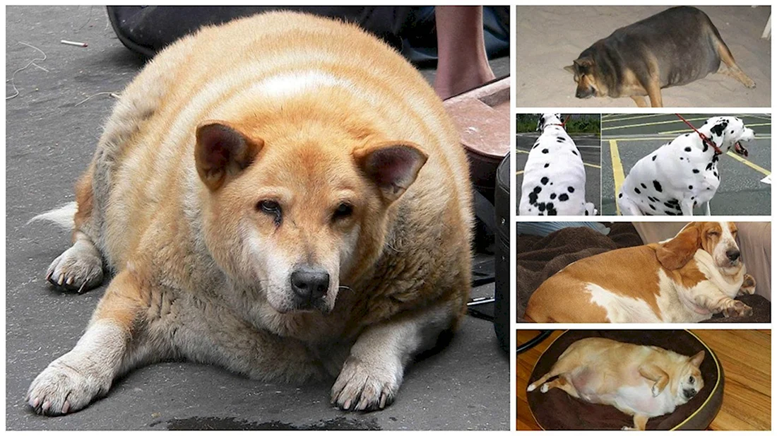 Самые толстые собаки