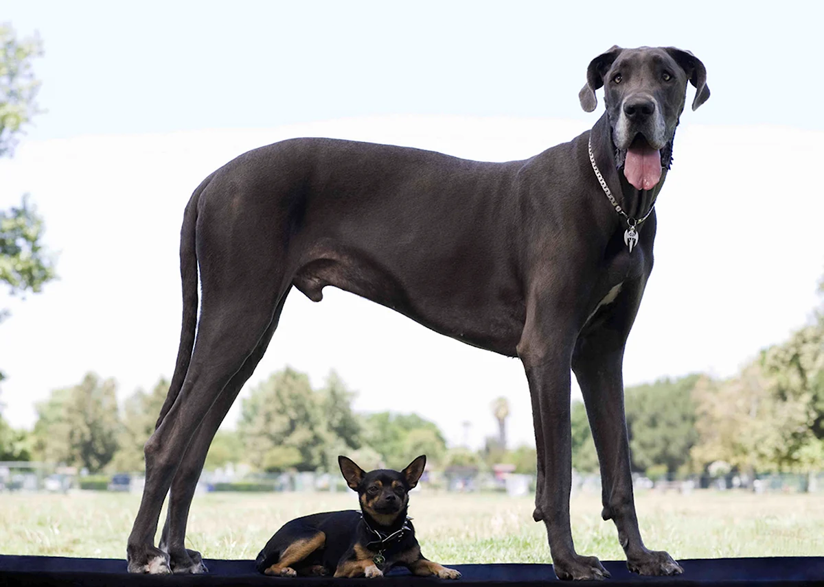 Самые высокие гладкошерстные собаки