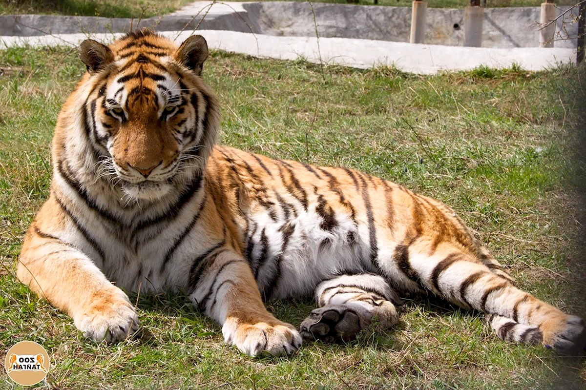 Самый большой Амурский тигр