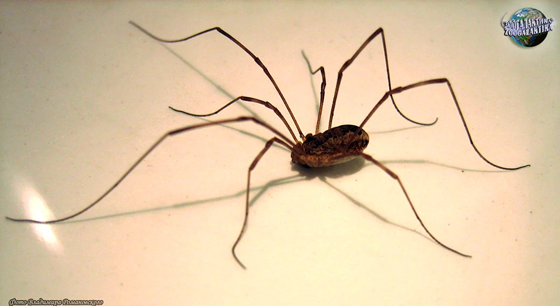 Самый большой паук сенокосец