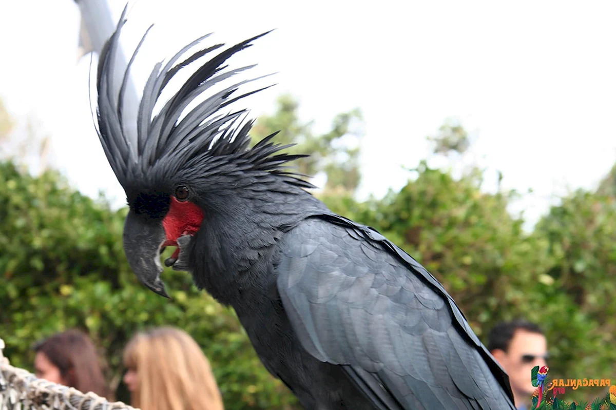 Самый большой попугай Какаду