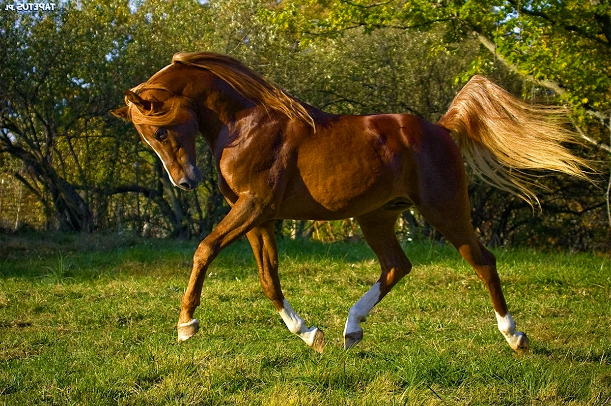 Самый быстрый Аллюр лошади