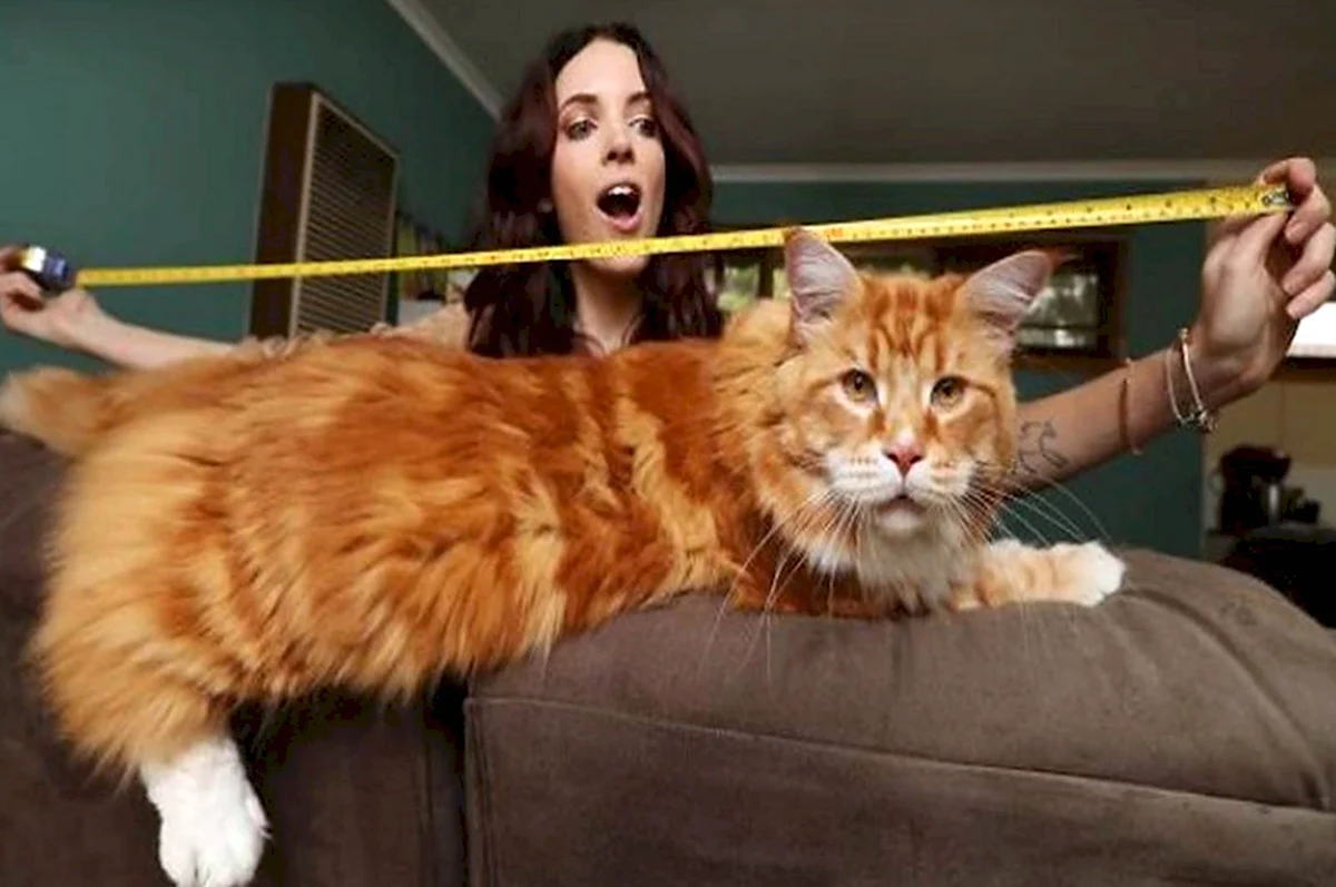 Самый длинный кот в мире 123 см Мейн кун