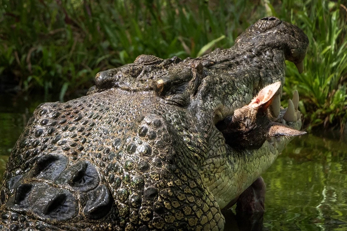 Самый кровожадный крокодил