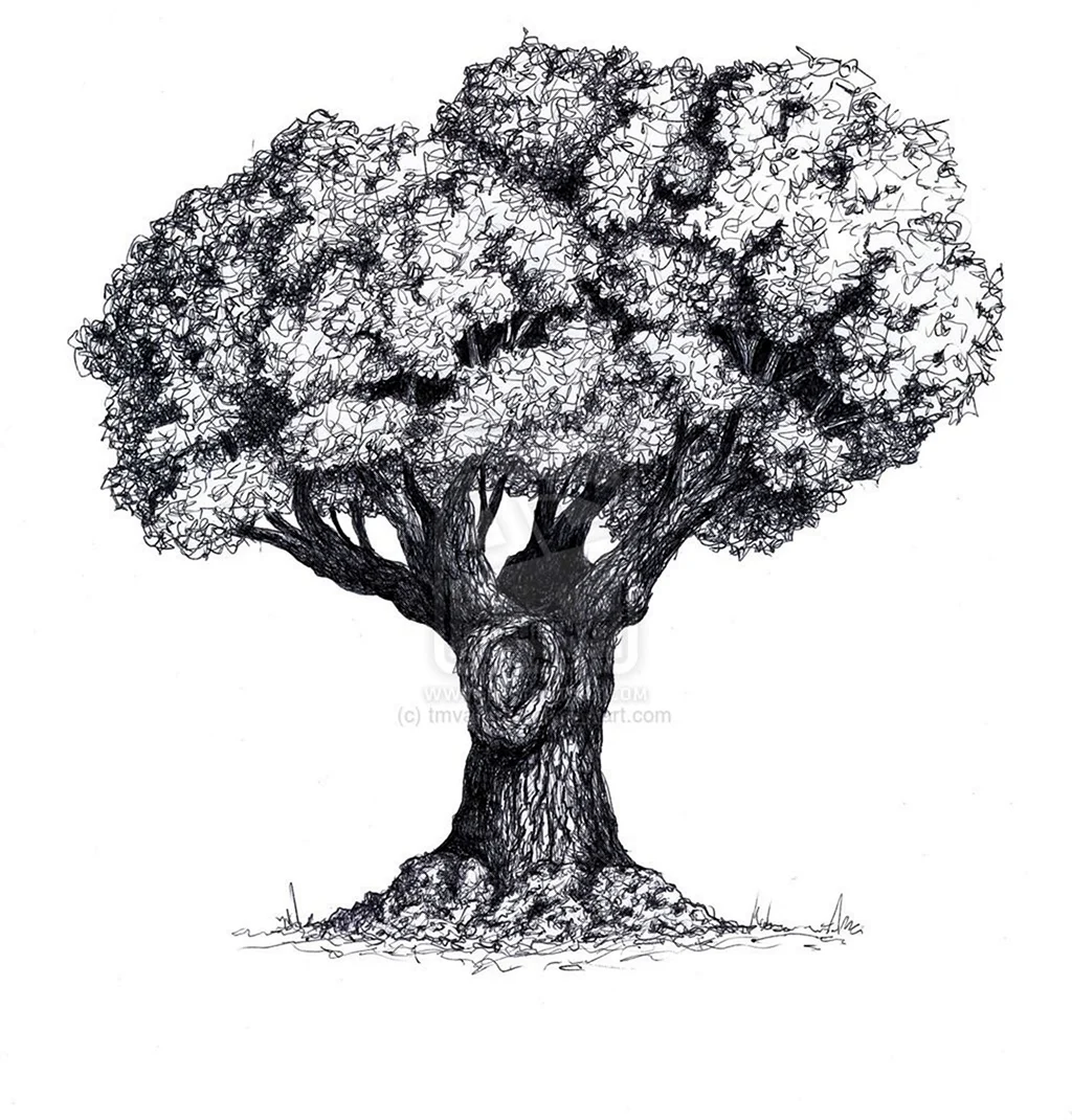 Сандал дерево рисунок