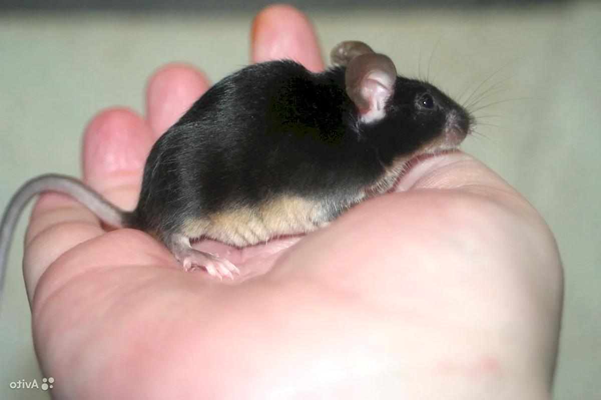 Сатиновая домашняя мышка