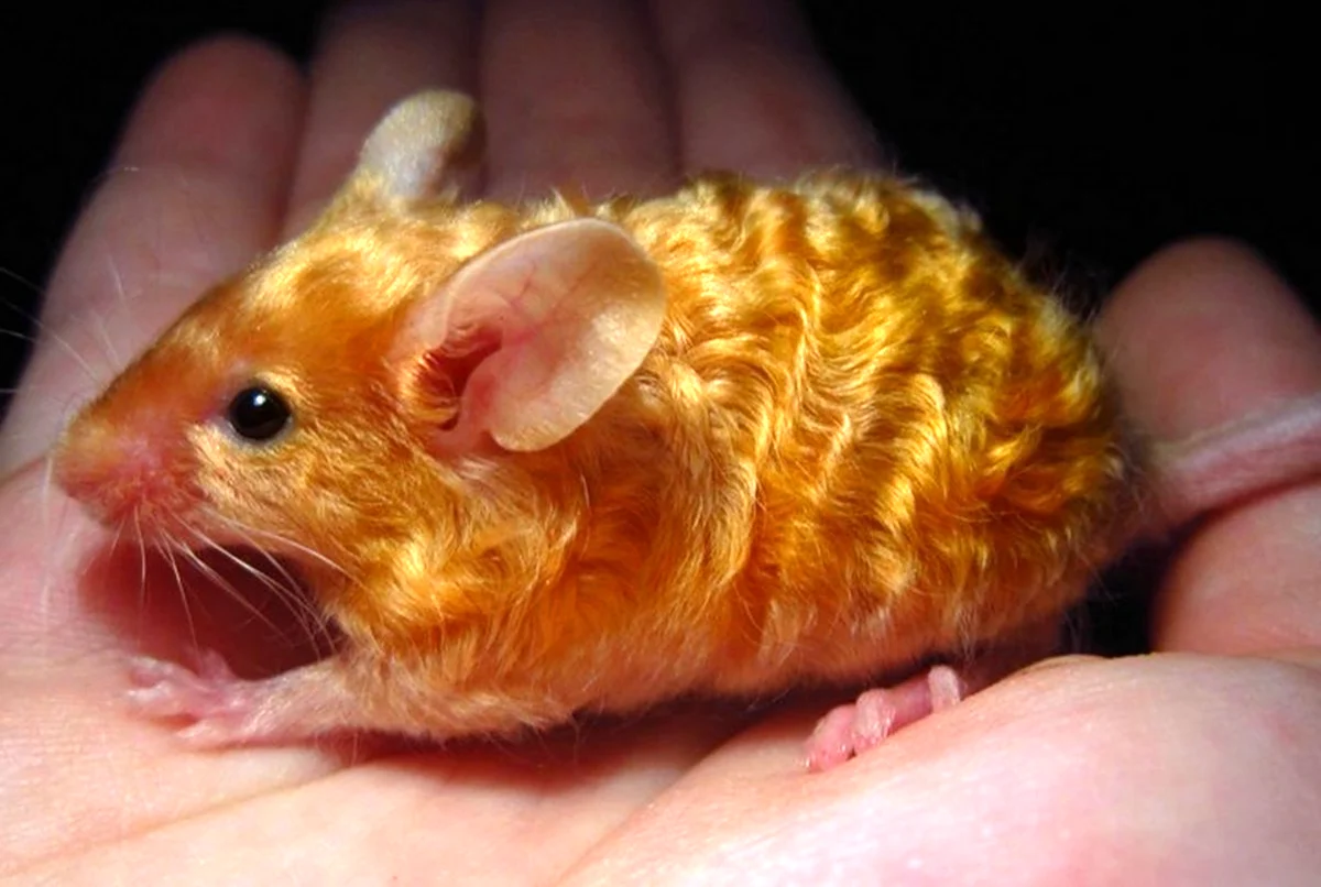 Сатиновая мышь Дамбо Золотая