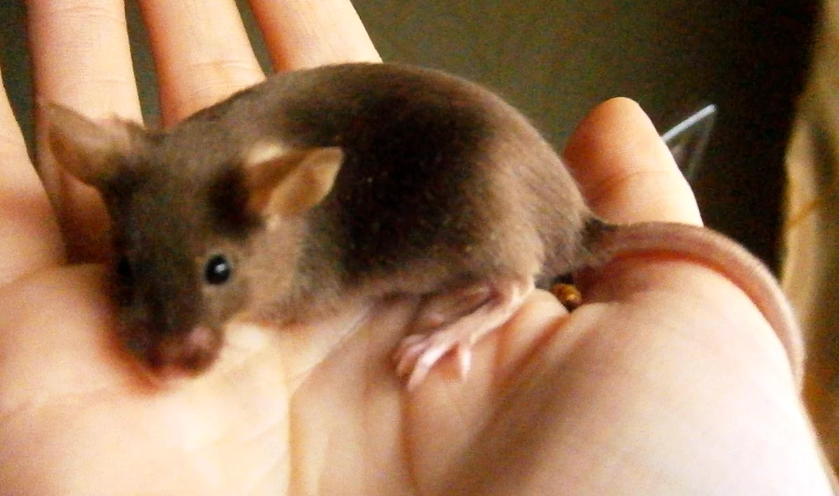 Сатиновая мышь размер