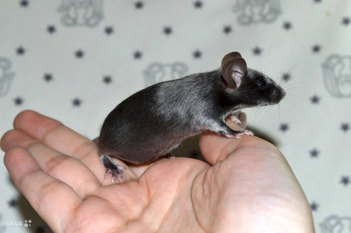 Сатиновая мышь взрослая особь