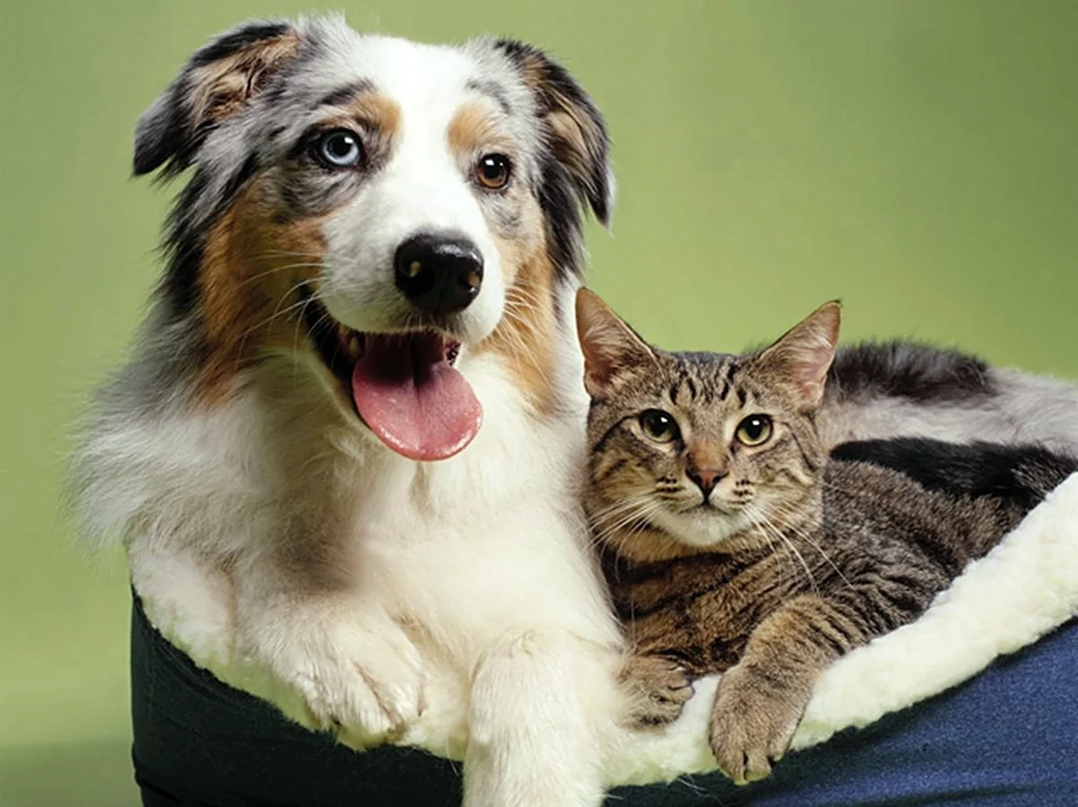 Счастливые собаки и кошки
