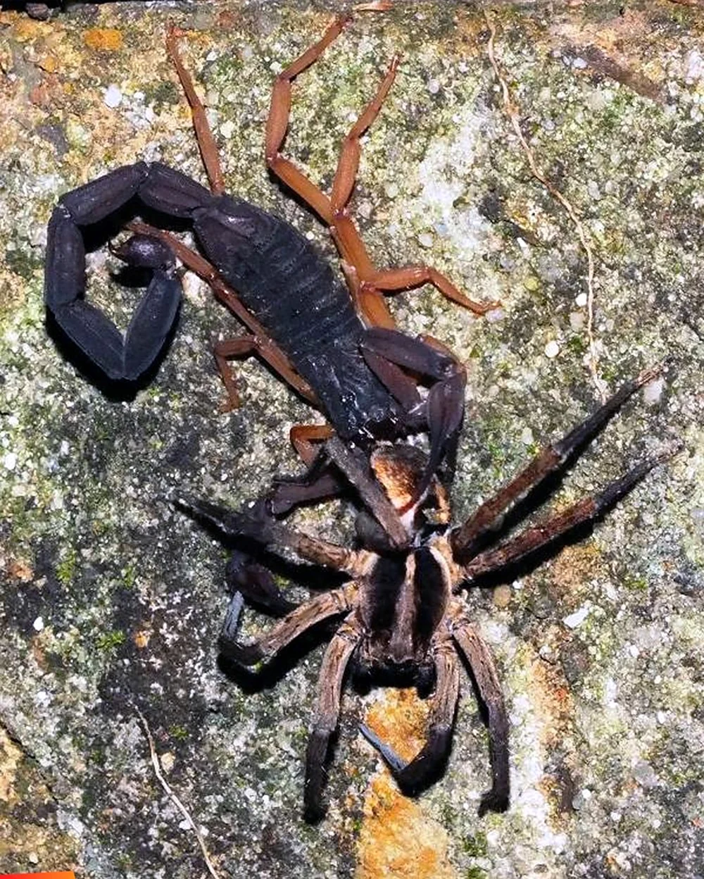 Scorpion vs Spider