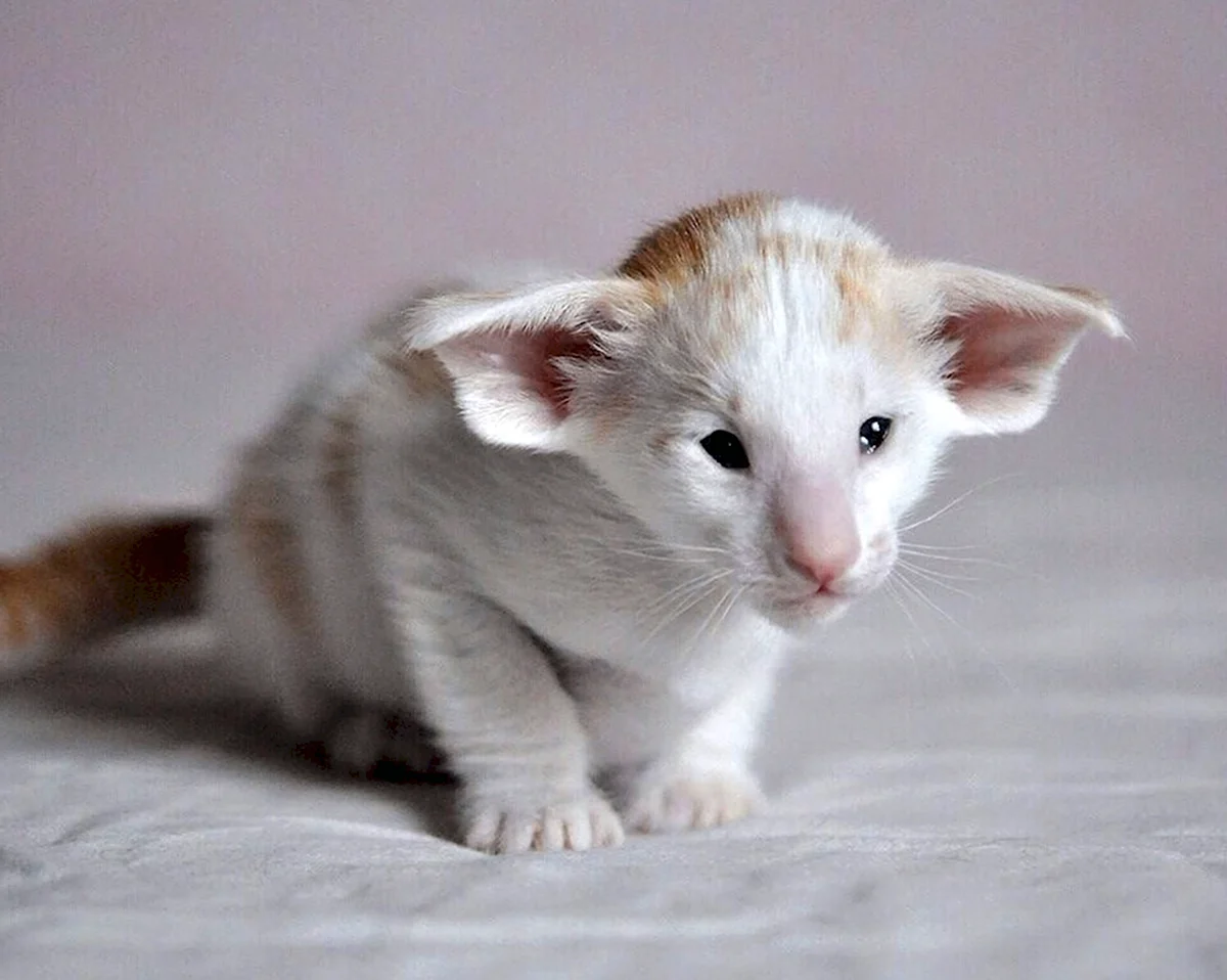 Сейшельский ориентальный кот