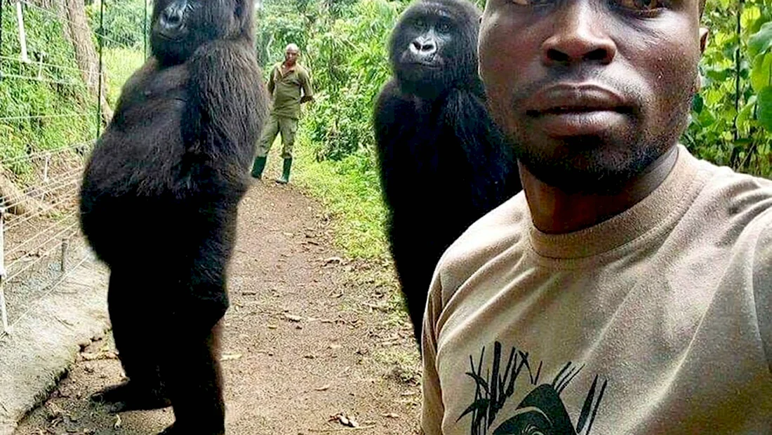 Селфи с гориллами в Конго