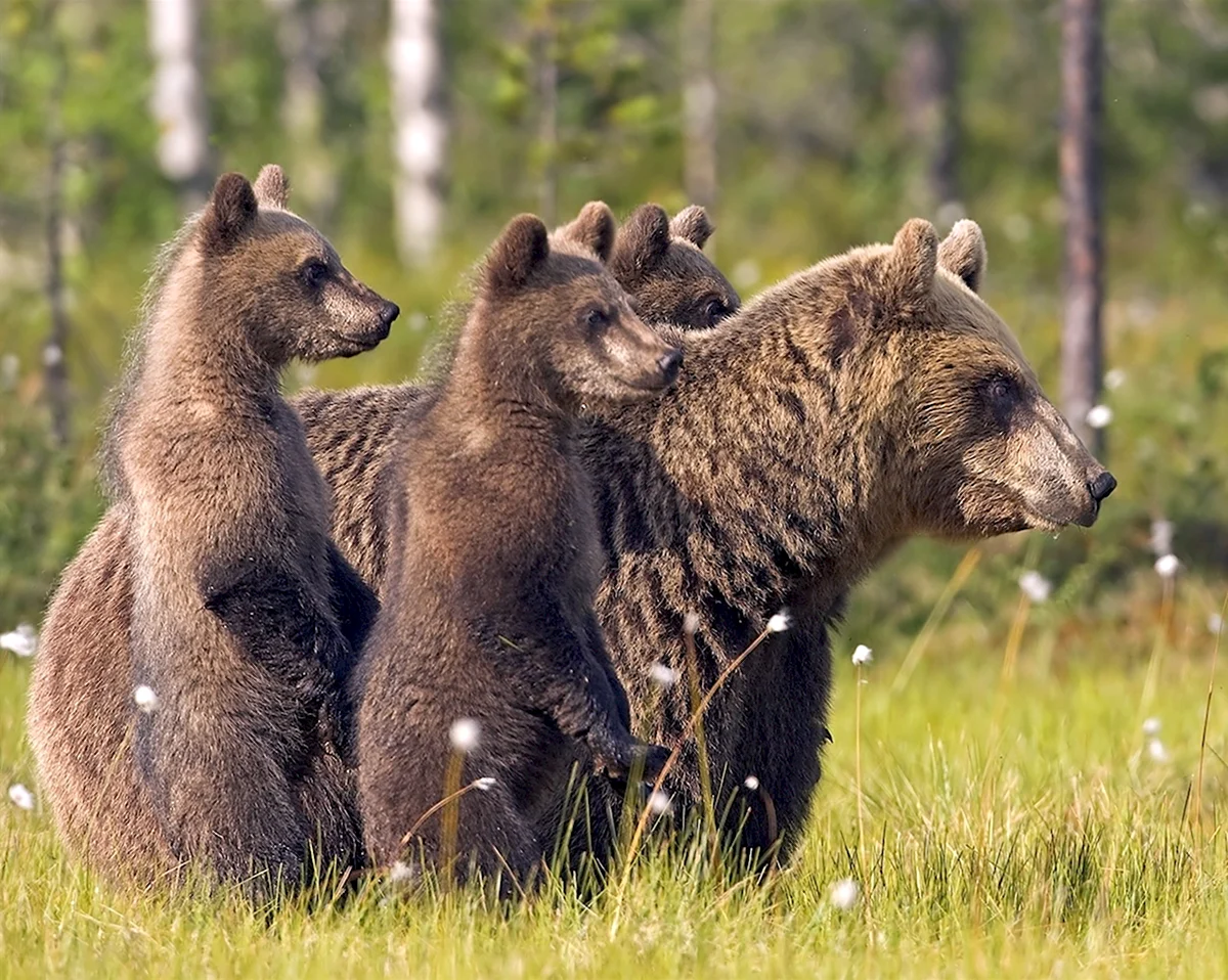Семейство бурых медведей