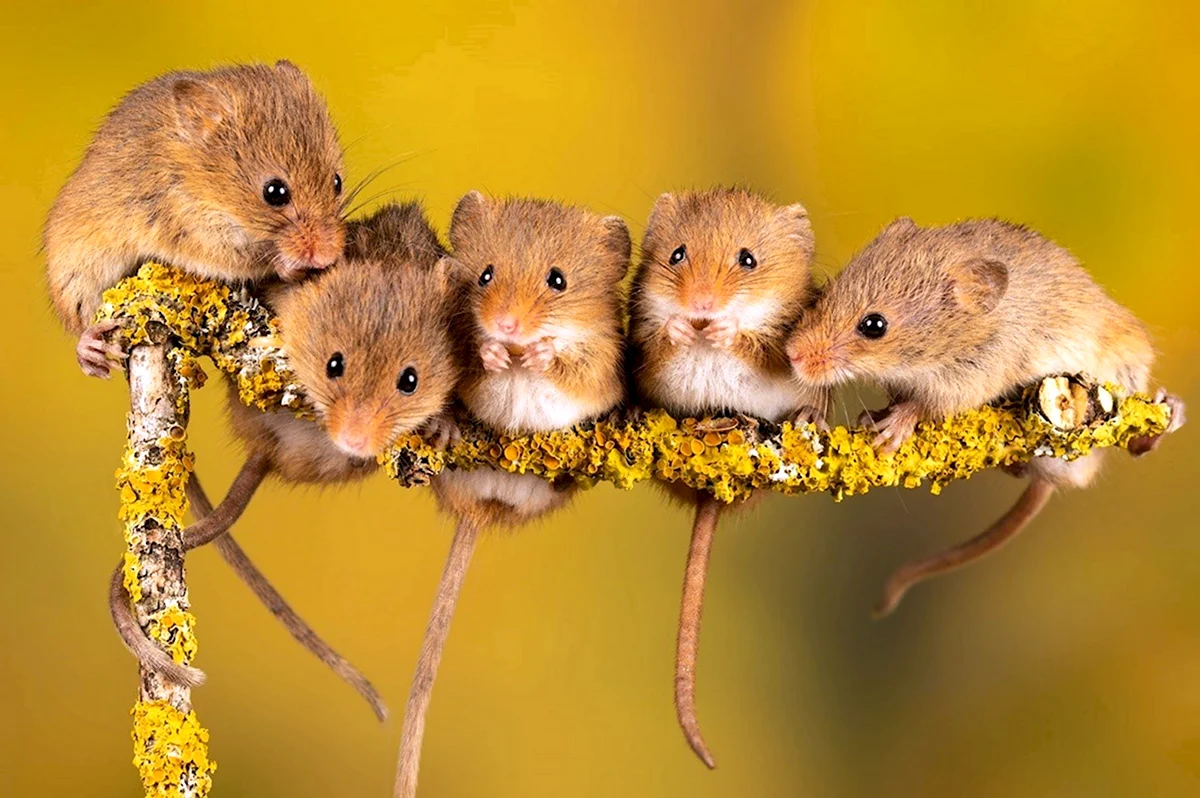 Семейство мышей