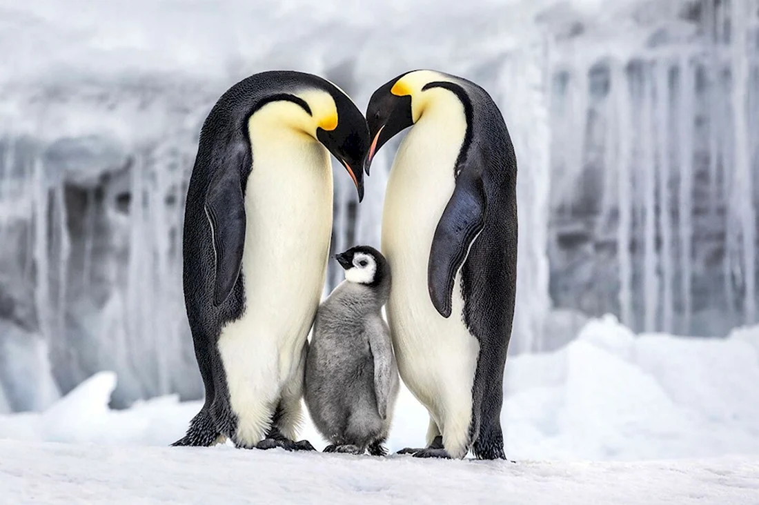 Семья императорских пингвинов