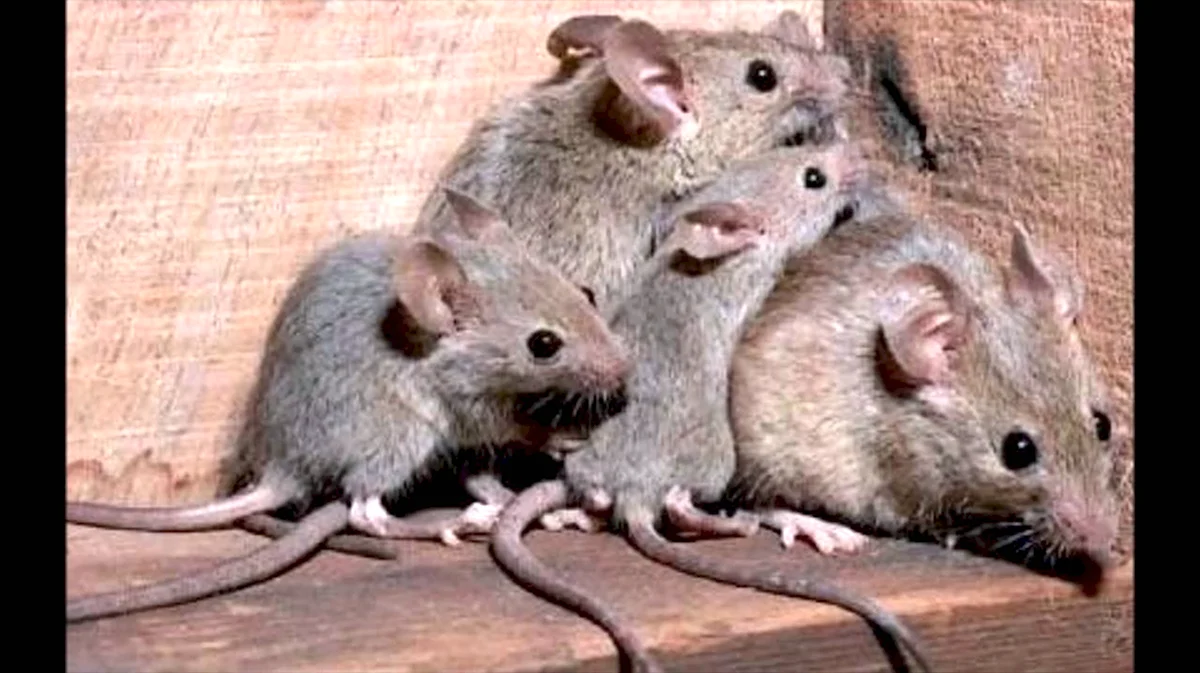 Семья крыс