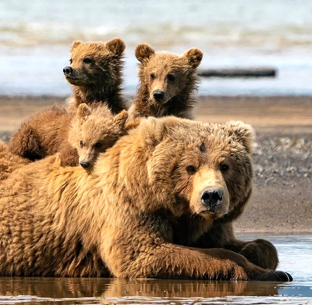 Семья медведей фото