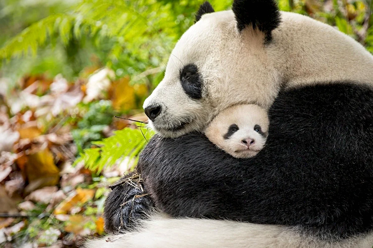 Семья панд