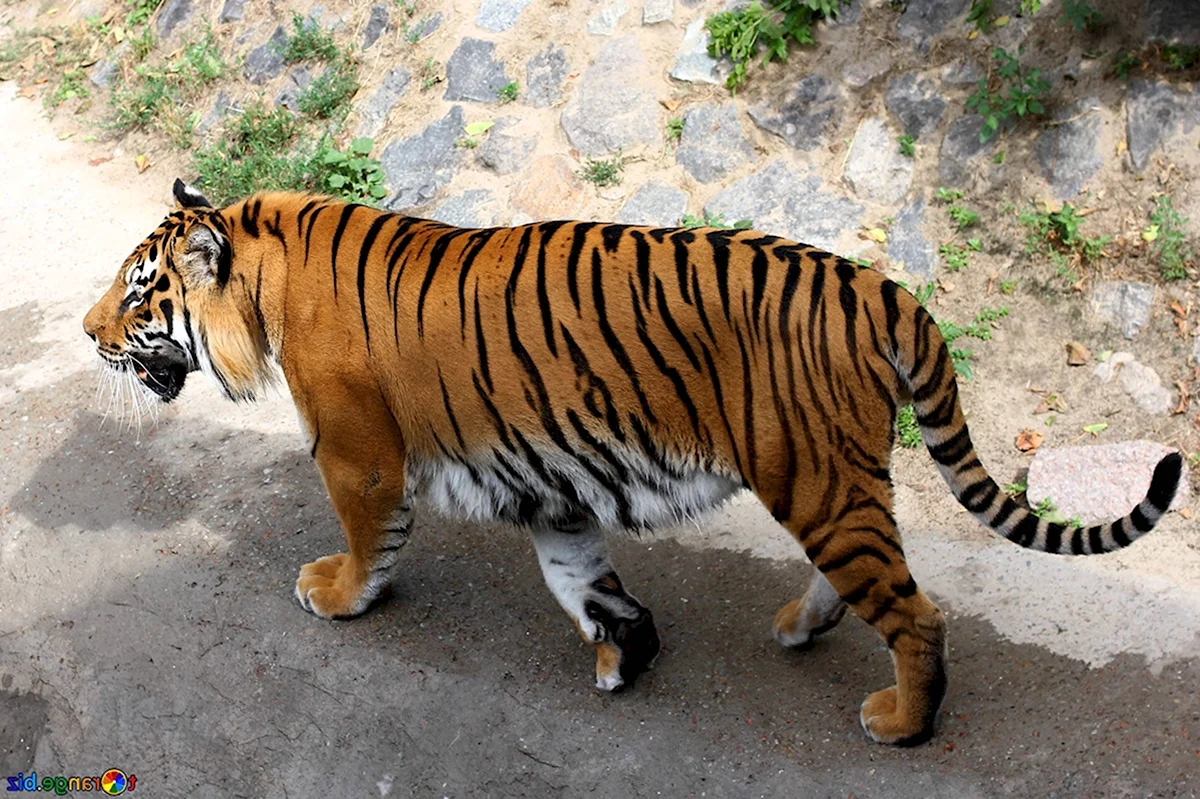 Сенегальский тигр