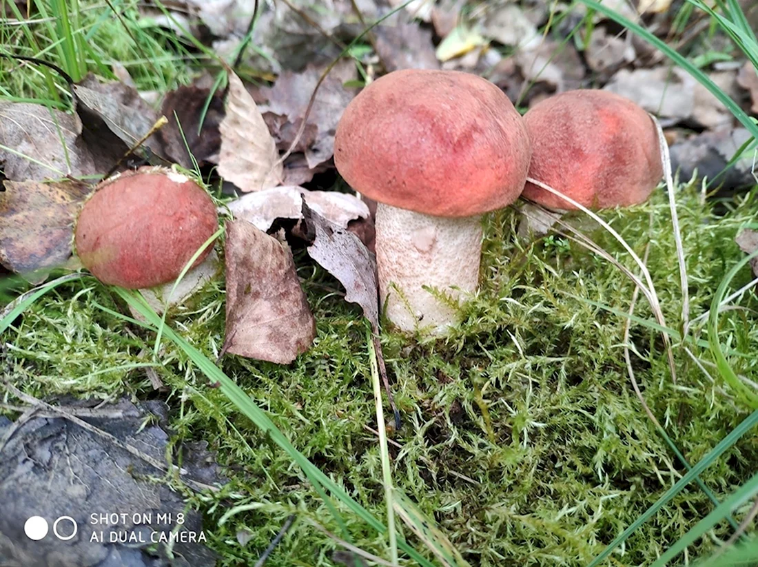 Сентябрьские грибы в Подмосковье