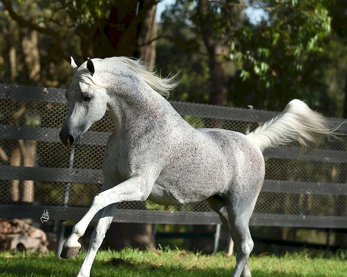Серая арабская лошадь