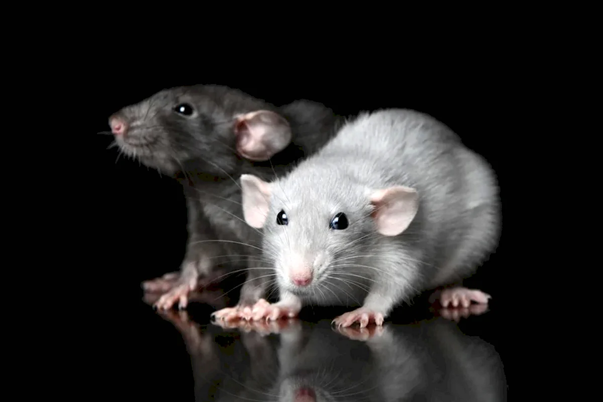 Серая и белая мышь